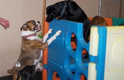 doggy daycare carmel|TOP 10 BEST Dog Daycare in Carmel, IN